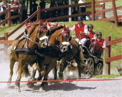 Zweispänner-MXL-Geschirr