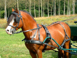 Nytech-light Geschirr