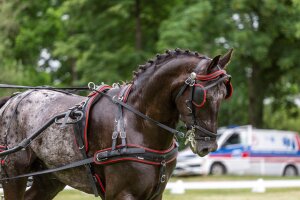 Arden BioThane® Marathon Geschirr