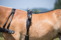 Einspänner-Brustblatt-Geschirr