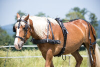 Einspänner-MXL-Geschirr