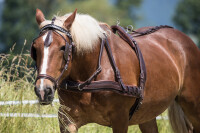 Zweispänner-MXL-Geschirr, braun, Pony, geschwungen mit Umgang