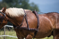 Zweispänner-MXL-Geschirr, braun, Pony, geschwungen mit Umgang