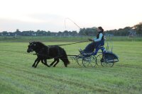 2-Sp.-Kombinationsgeschirr, Pony, schwarz