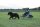 2-Sp.-Kombinationsgeschirr, Pony, schwarz