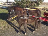2-Sp.-Kombinationsgeschirr, Mini-Shetty, schwarz