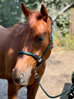 Halfter mit Leder inkl. Strick dunkelgrün cob