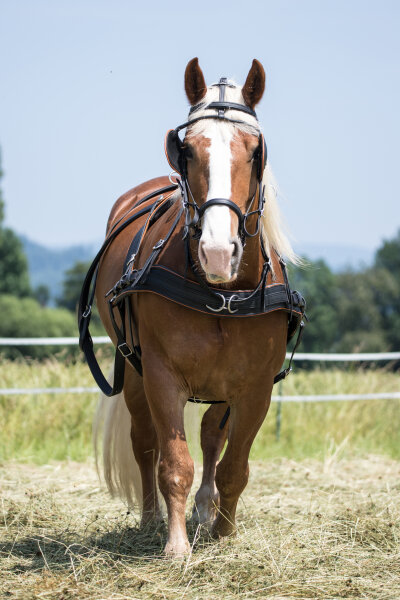 ML Nytech 1.0 Zweispänner-Geschirr