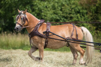 Einspänner Marathonkumt-Geschirr schwarz Großpferd