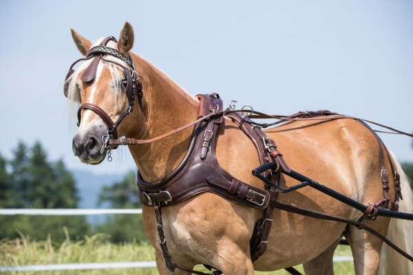 Einspänner Marathonkumt-Geschirr schwarz/orange Großpferd