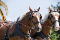 Zweispänner Marathonkumt-Geschirr