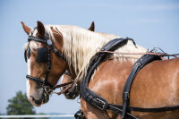 Zweispänner Marathonkumt-Geschirr