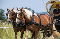 Zweispänner Marathonkumt-Geschirr