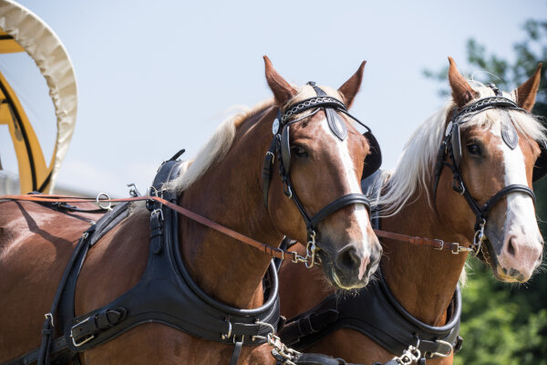 Zweispänner Marathonkumt-Geschirr schwarz Großpferd ohne Hintergeschirr Strangträger
