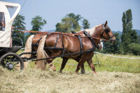 Zweispänner Marathonkumt-Geschirr schwarz Großpferd ohne Hintergeschirr Strangträger