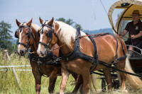 Zweispänner Marathonkumt-Geschirr schwarz Großpferd ohne Hintergeschirr Strangträger